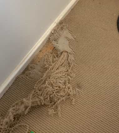 Carpet Repair King Scrub